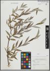 Foto von Salix alba L.